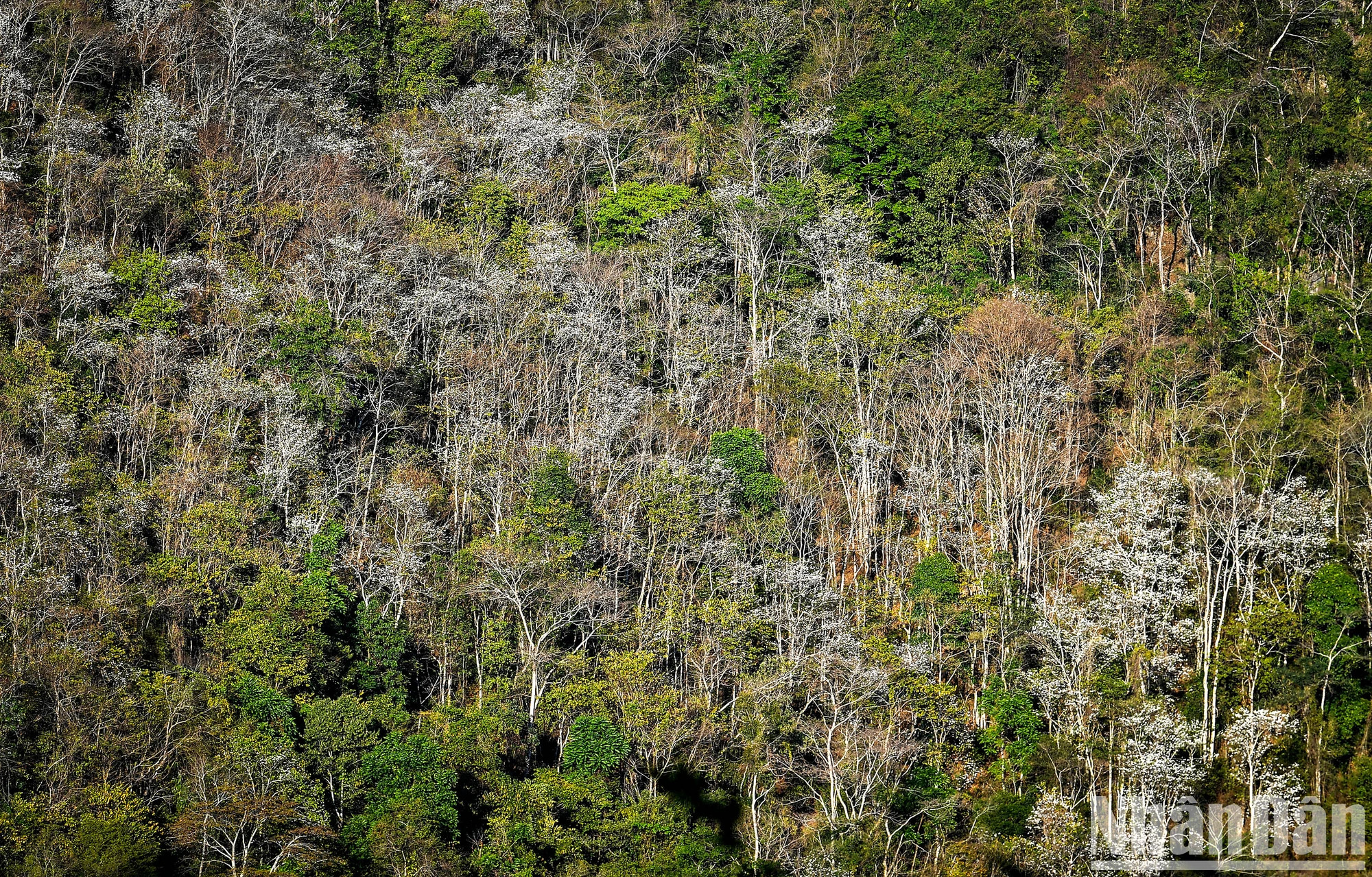 紫荆花象征着女孩坚贞的忠诚和纯洁的美丽。