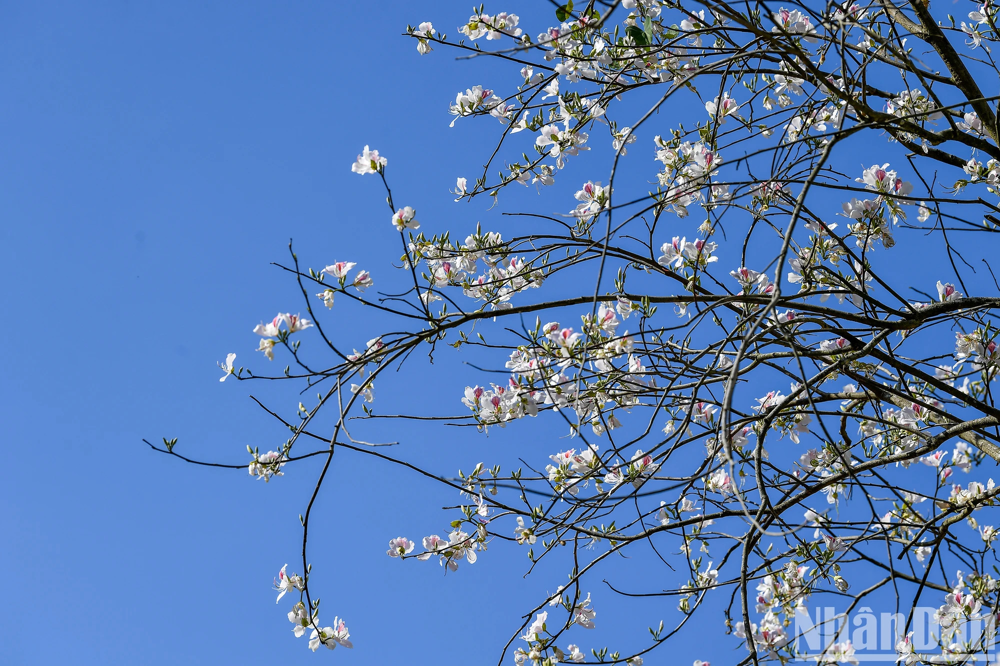 三月紫荆花盛开。