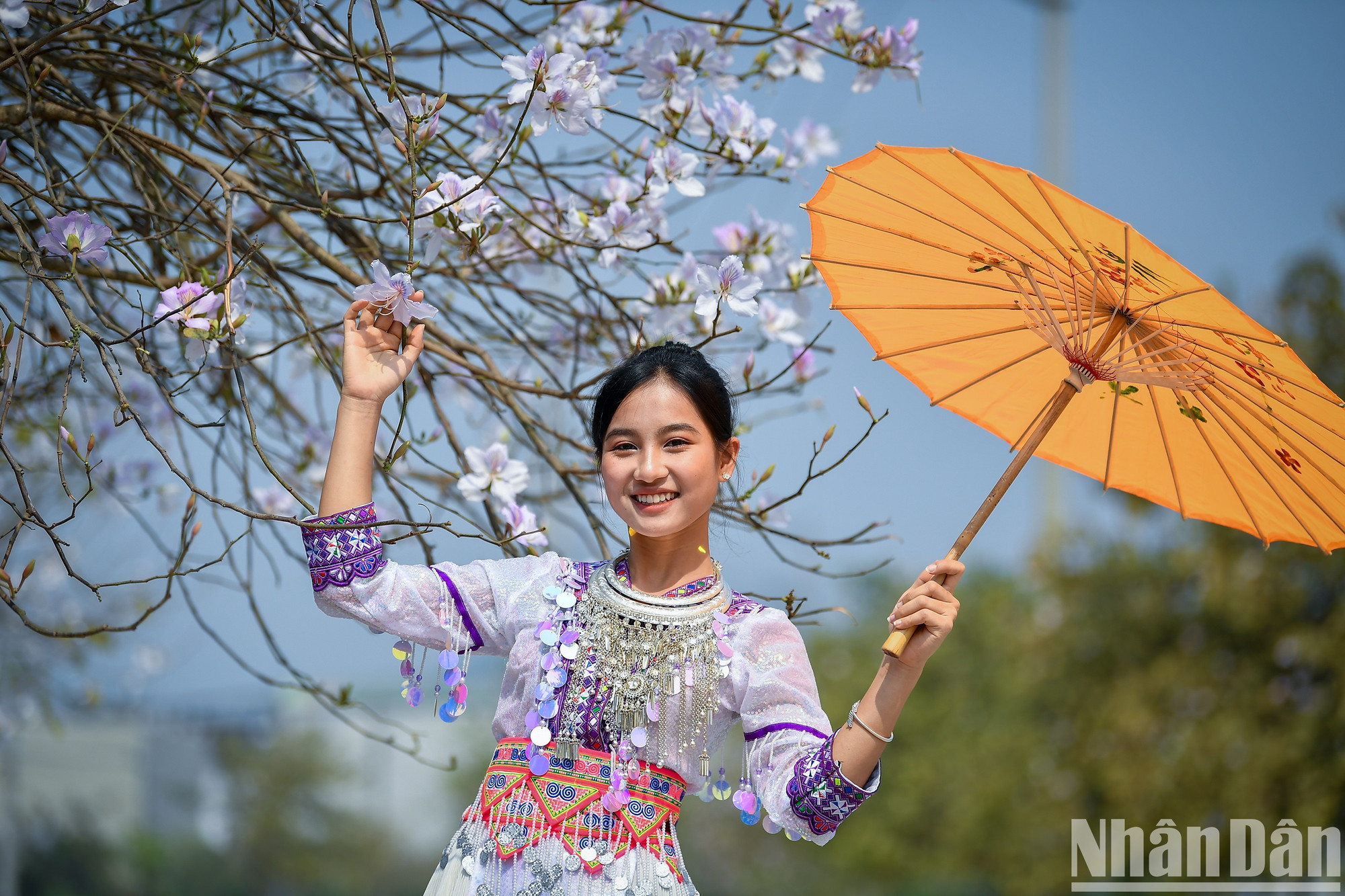 西北女孩在三月盛开的奠边紫荆花【组图】 