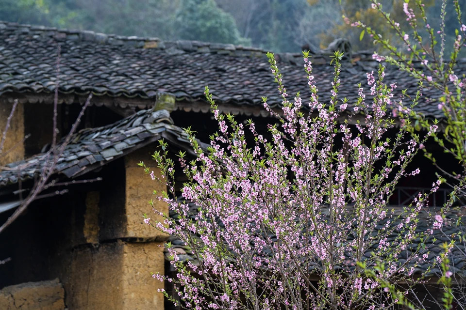 河江省同文县龙鼓乡倮倮村桃花盛开，在铺着阴阳瓦的屋檐下点缀出别样风情。