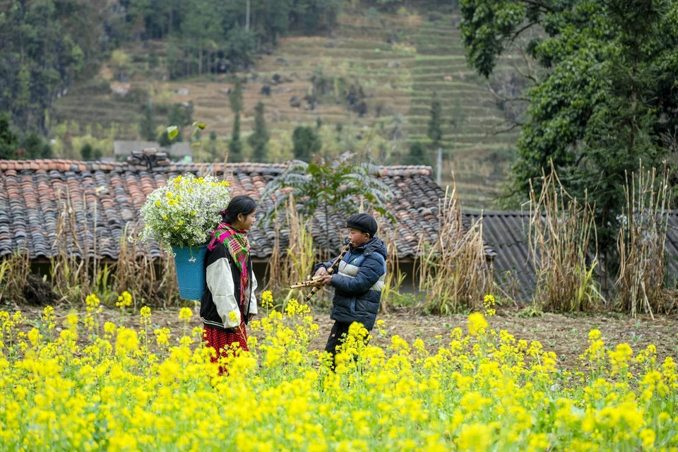 河江省同文县崇拉乡绚丽夺目的油菜花海。