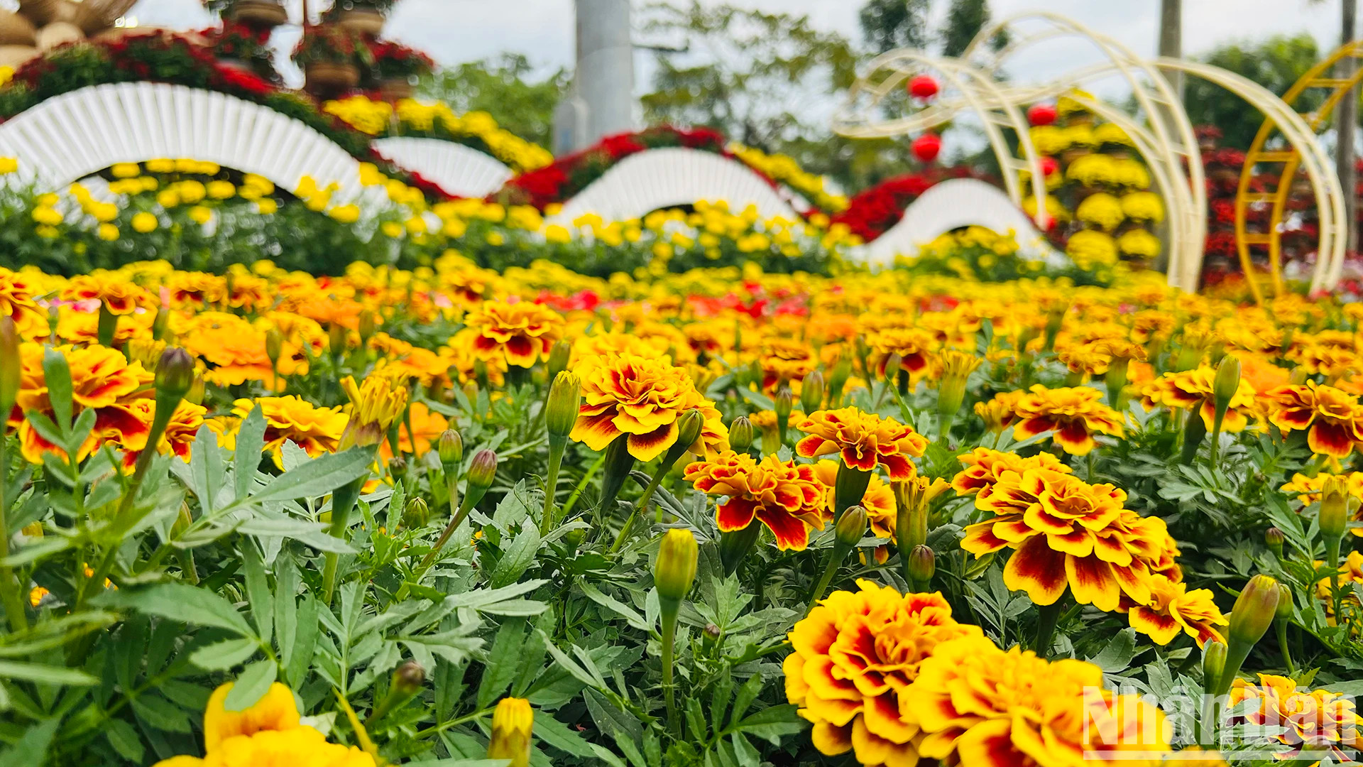 3·24广场的成千上万色彩缤纷的鲜花装点得绚丽多彩。