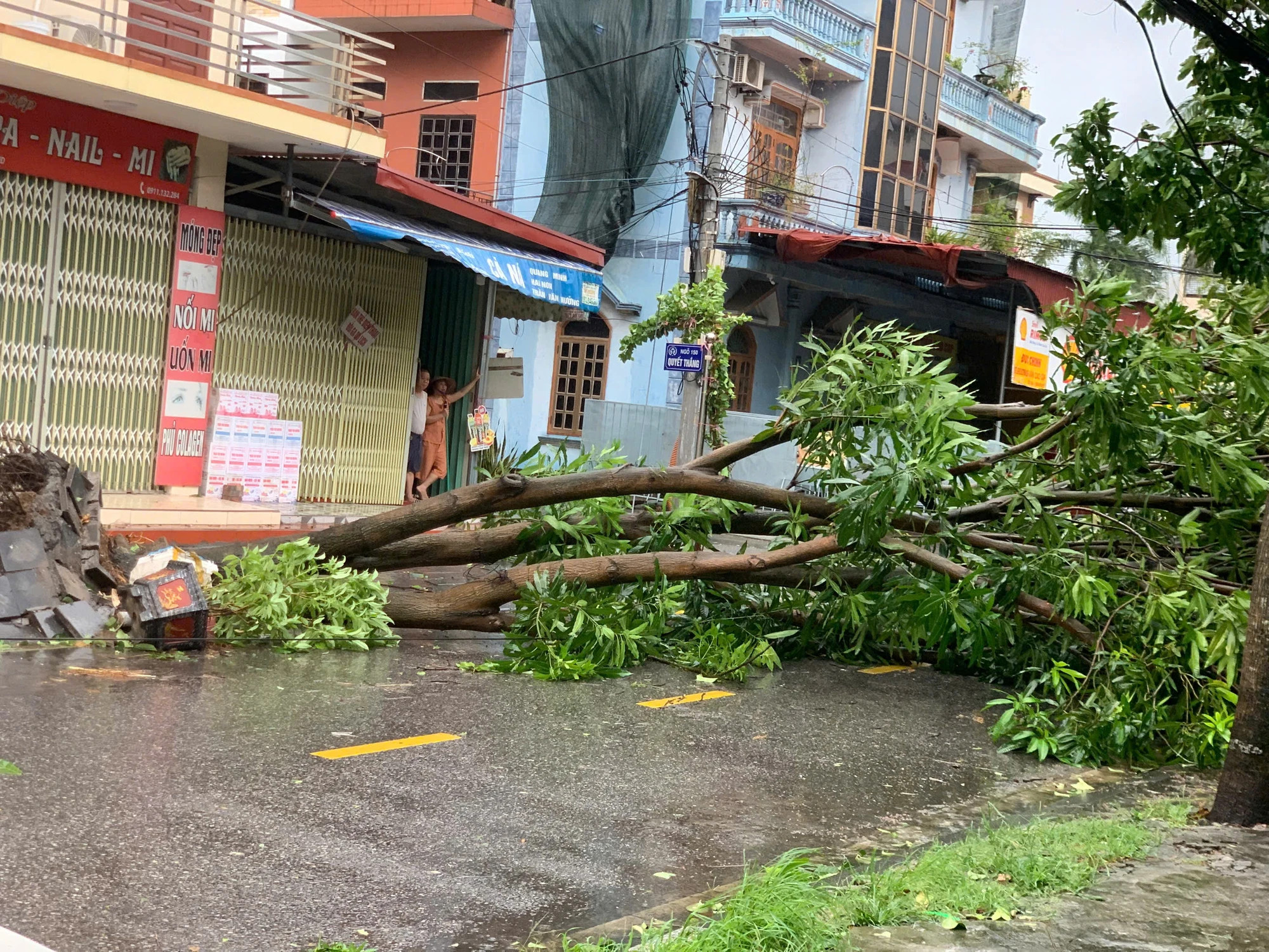 海阳市许多绿树被台风大风吹倒。
