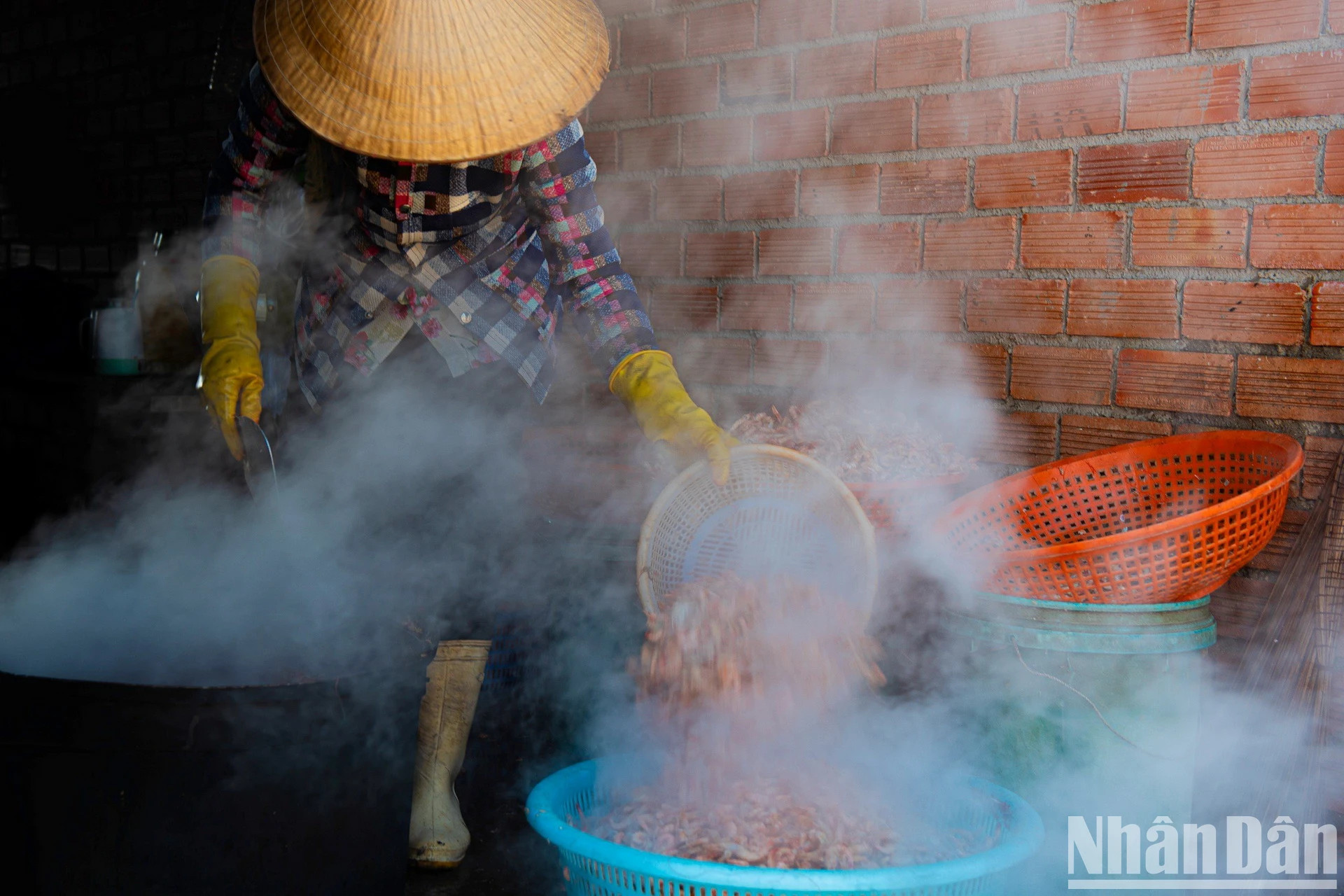 加工干虾。 加工干虾。