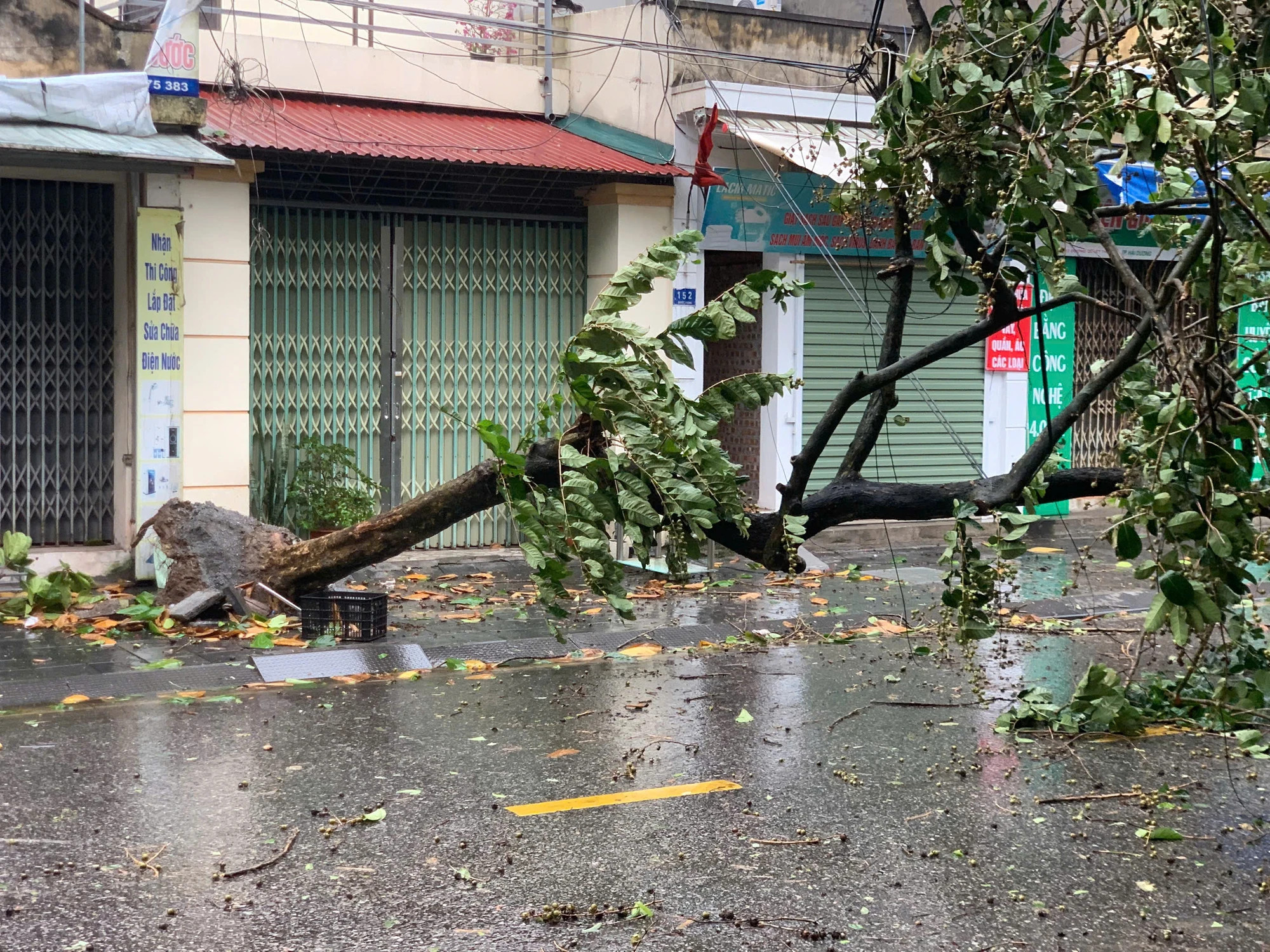 海阳市许多绿树被台风大风吹倒。