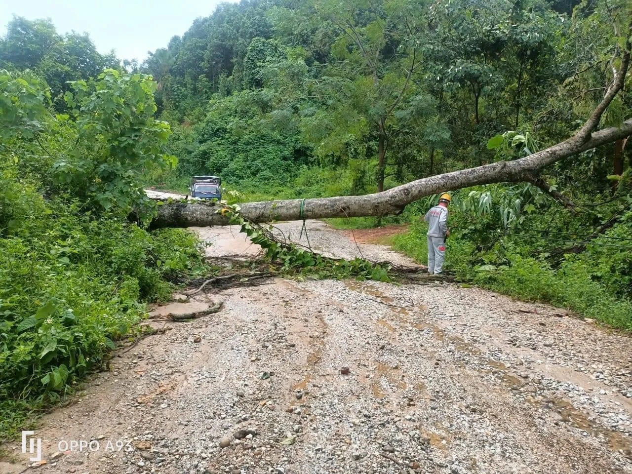 受第三号台风的影响，安沛省一些县区的许多绿树也被刮倒。