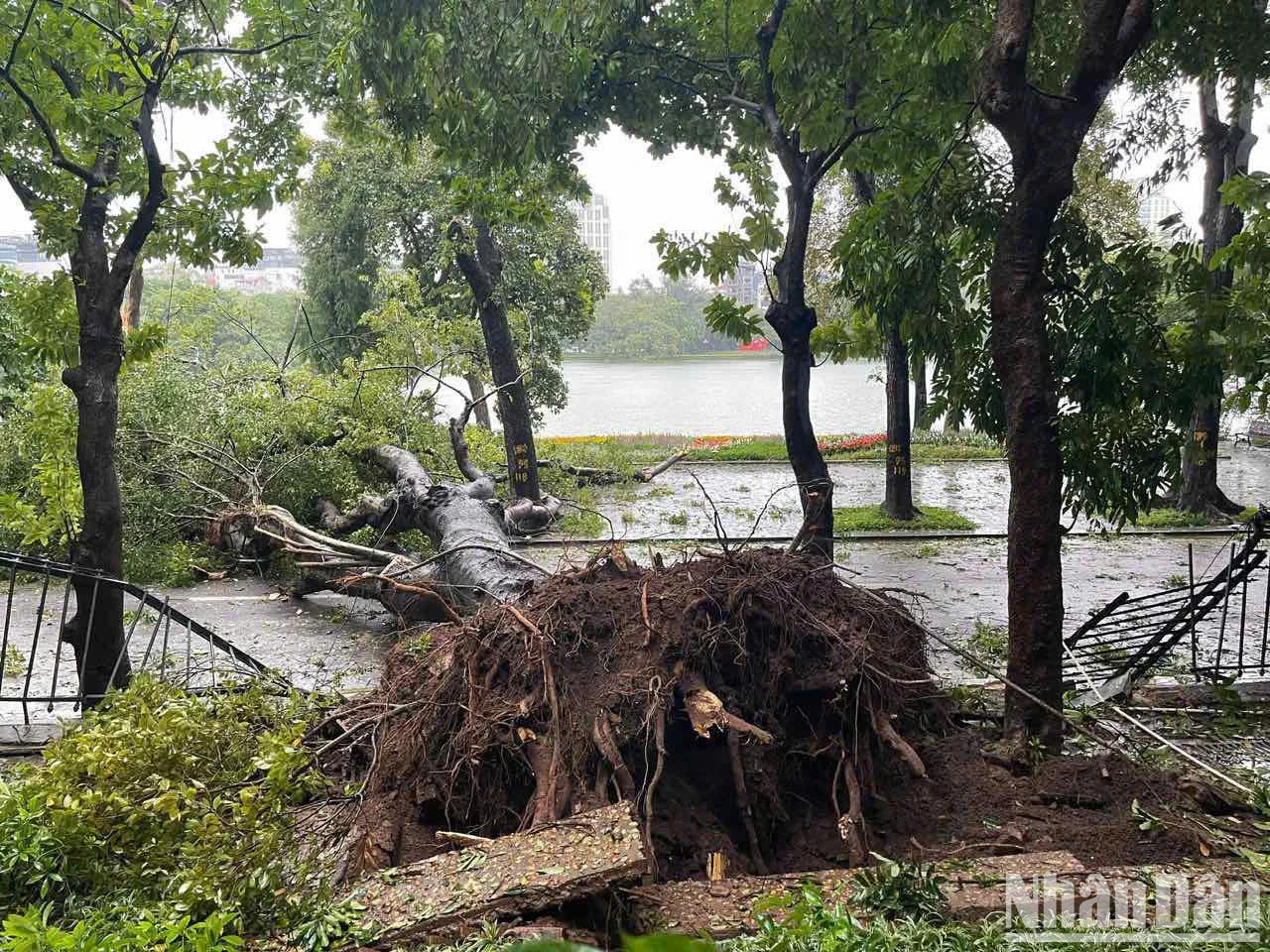 还剑湖附近的大树被刮倒。