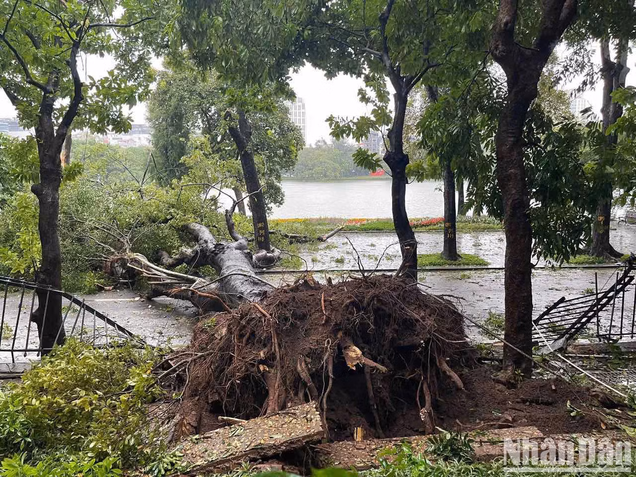 还剑湖附近的大树被刮倒。