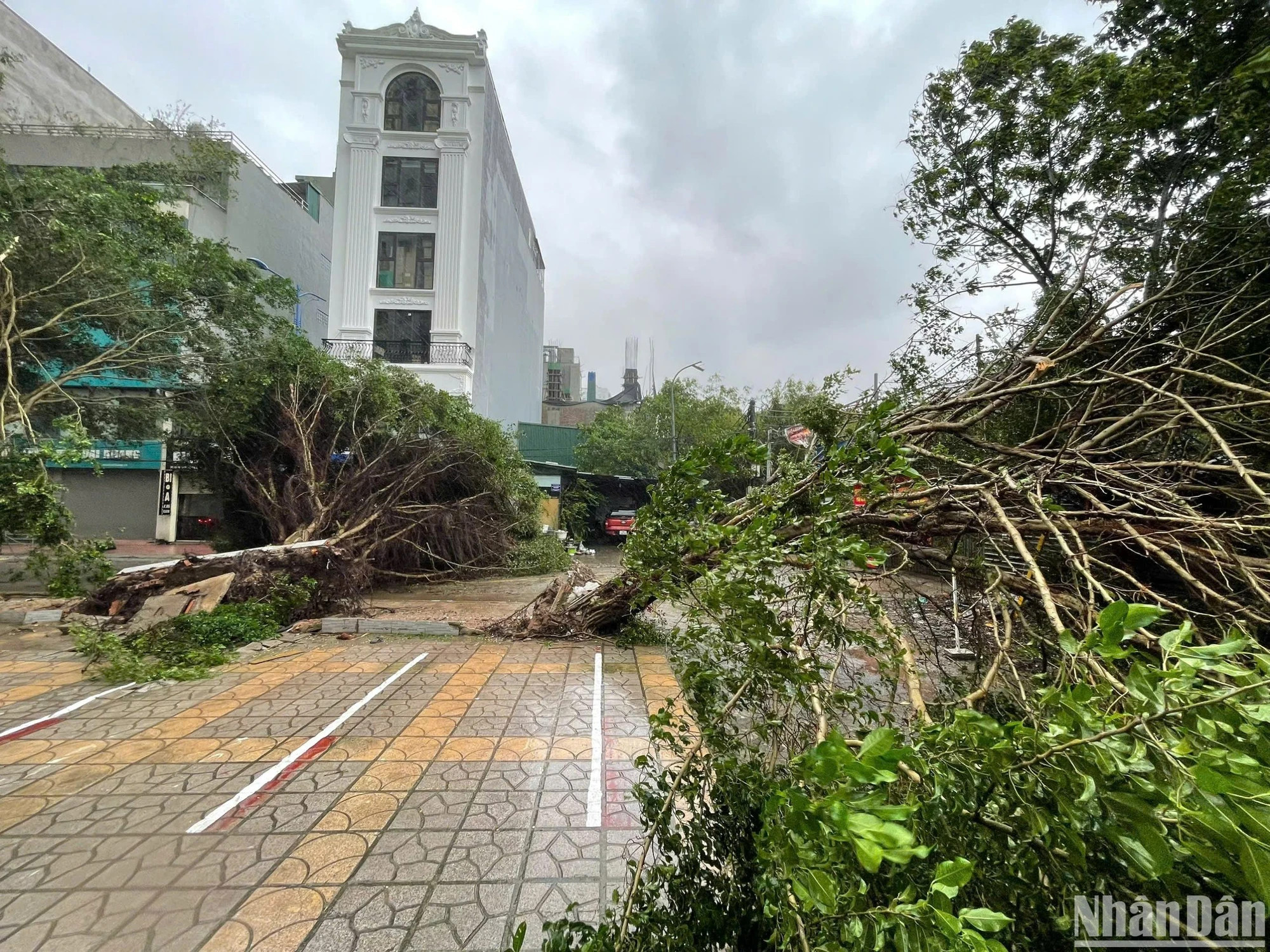 河内市安舍街上的树木也被折断。