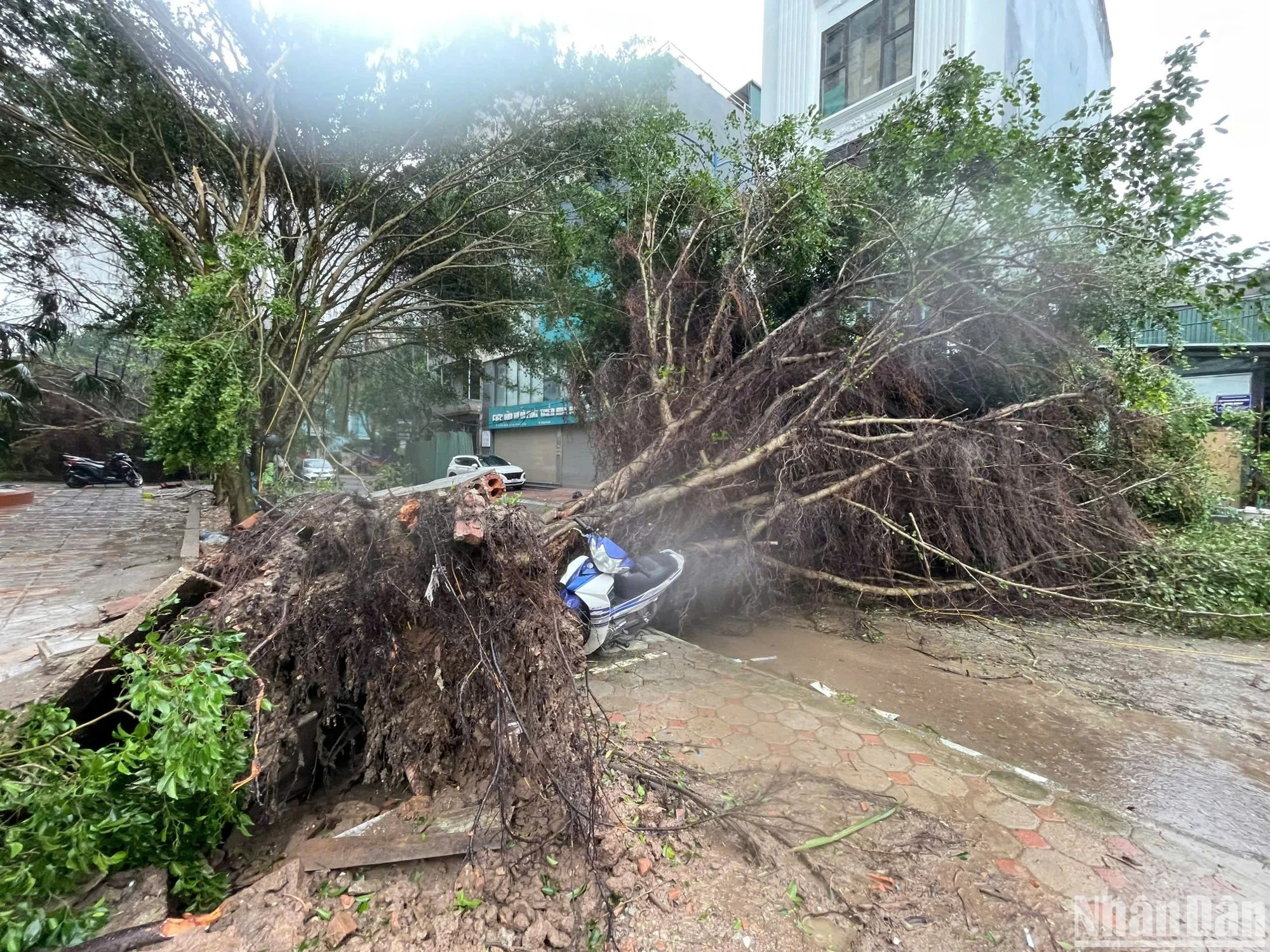 河内市安舍街上的树木也被折断。