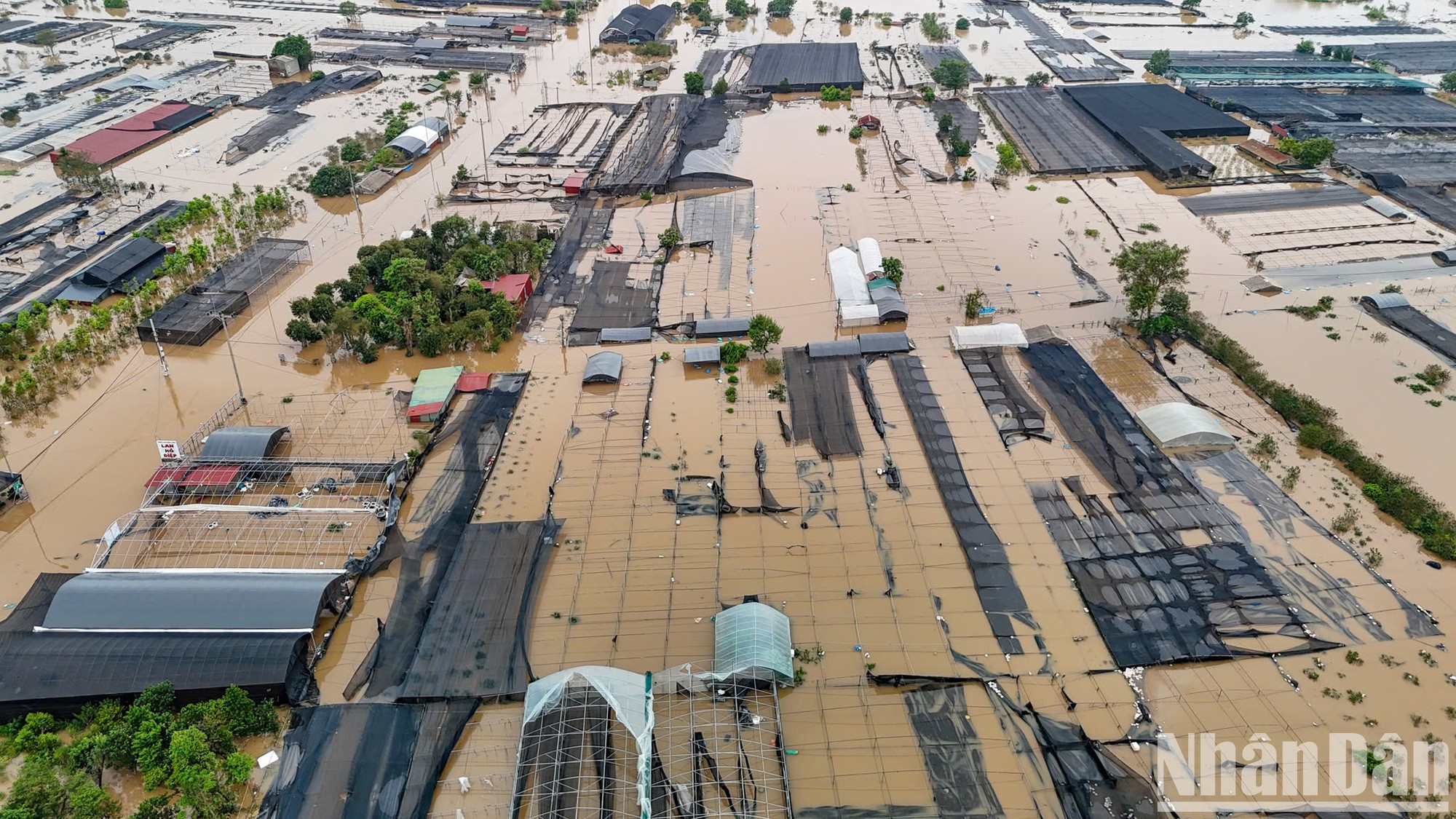 由于水位上涨过快,居民来不及撤离植物,预计损失巨大。 由于水位上涨过快,居民来不及撤离植物,预计损失巨大。