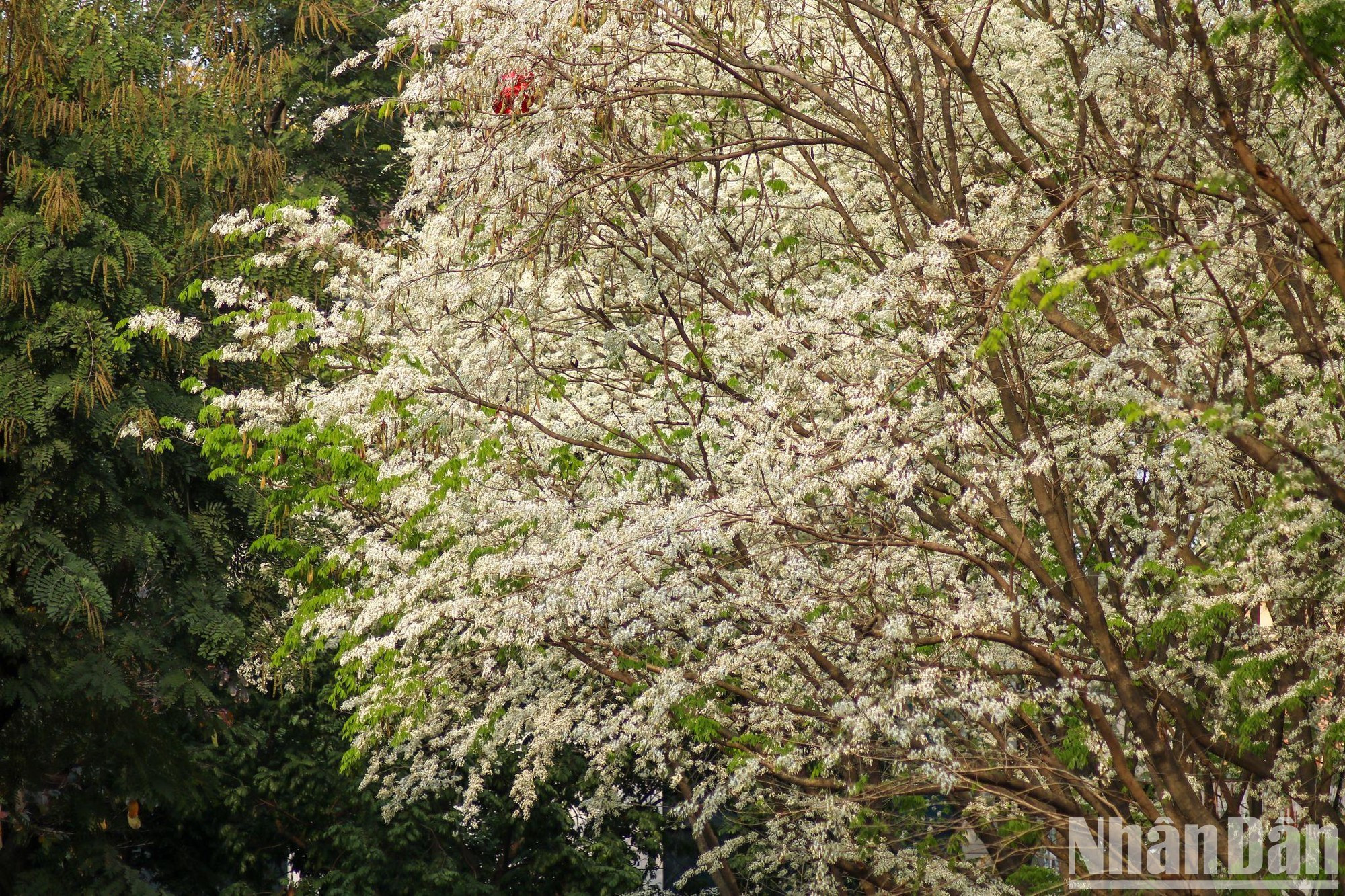 二月底三月初，正是黄檀花开得最灿烂的时候。