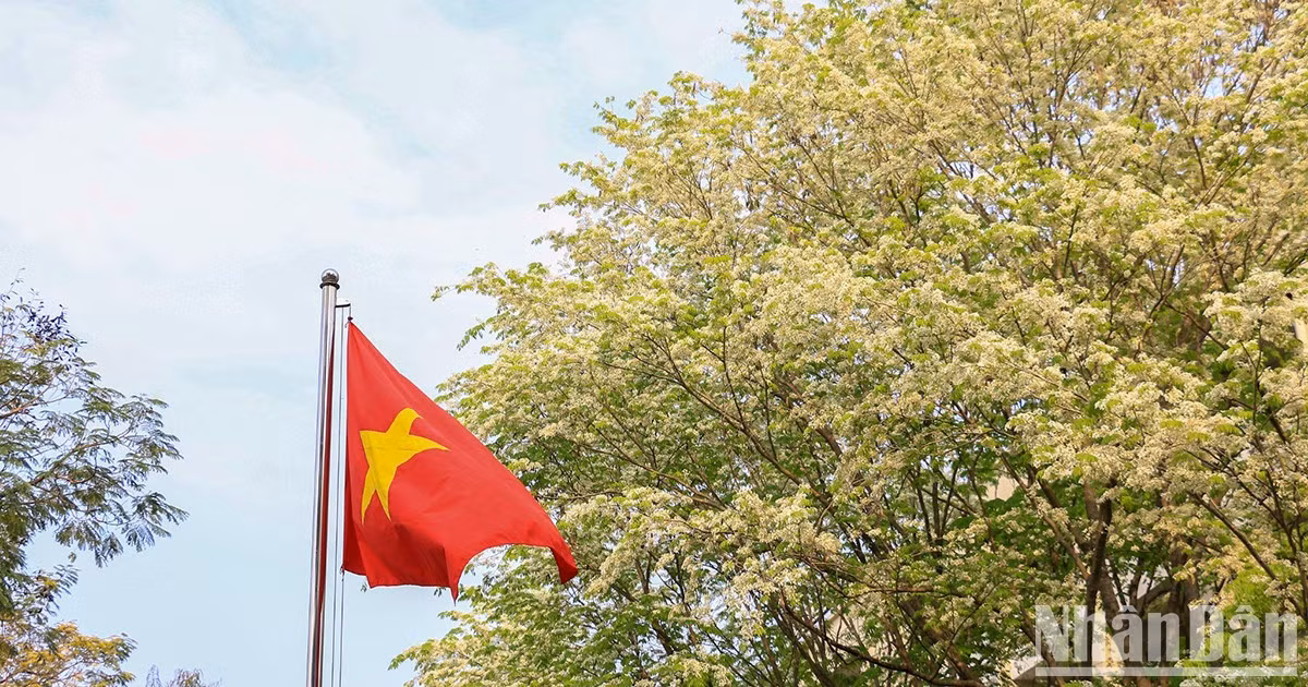 河内各大街道的黄檀花争相竞放。