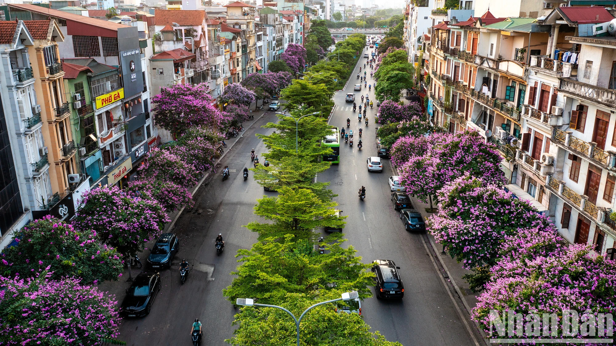 紫薇花将陶晋街“染成紫色”。