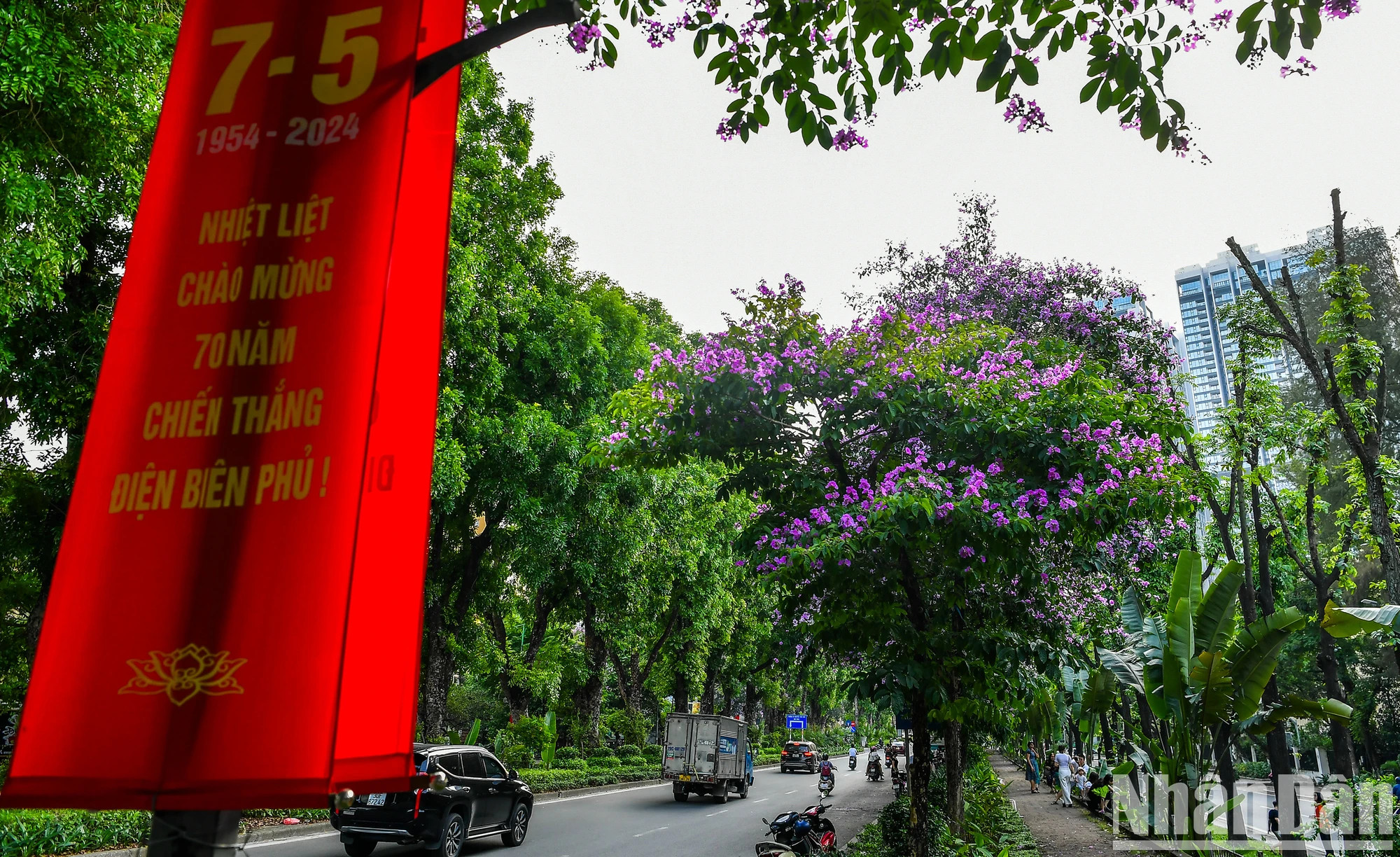 走在河内市多条街上均可欣赏紫薇花之美。