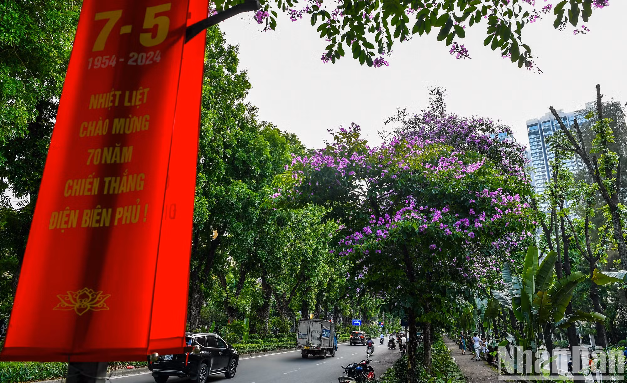 走在河内市多条街上均可欣赏紫薇花之美。