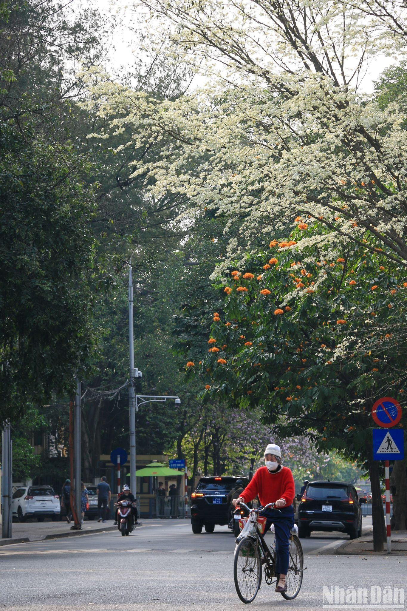 黄檀花纯洁的白色使首都河内变得平静、浪漫无比。