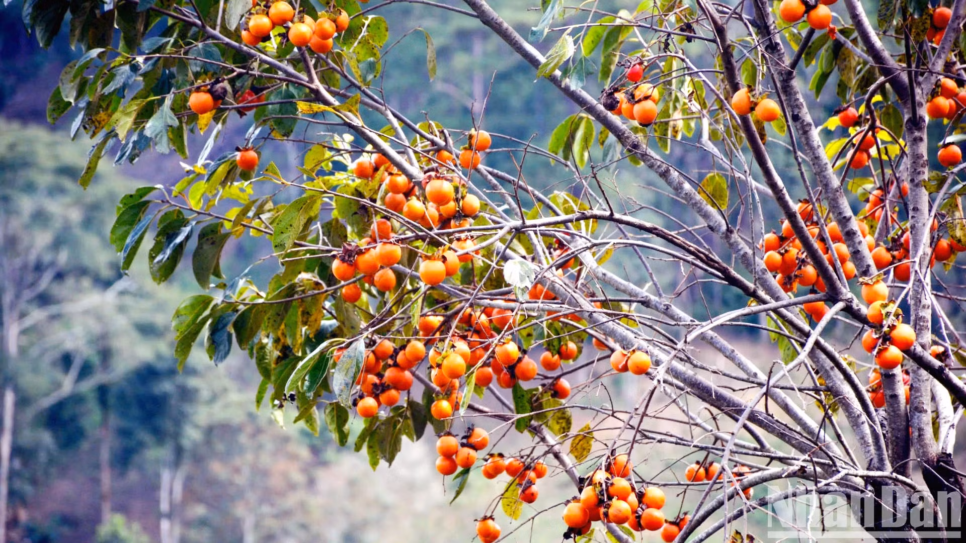 冬天，在位于山城郊区的柿子园，游客会感觉自己迷失在童话世界里。大叻柿子园进入成熟季节，一片红火，犹如成千万上的小灯笼在风中飘扬。