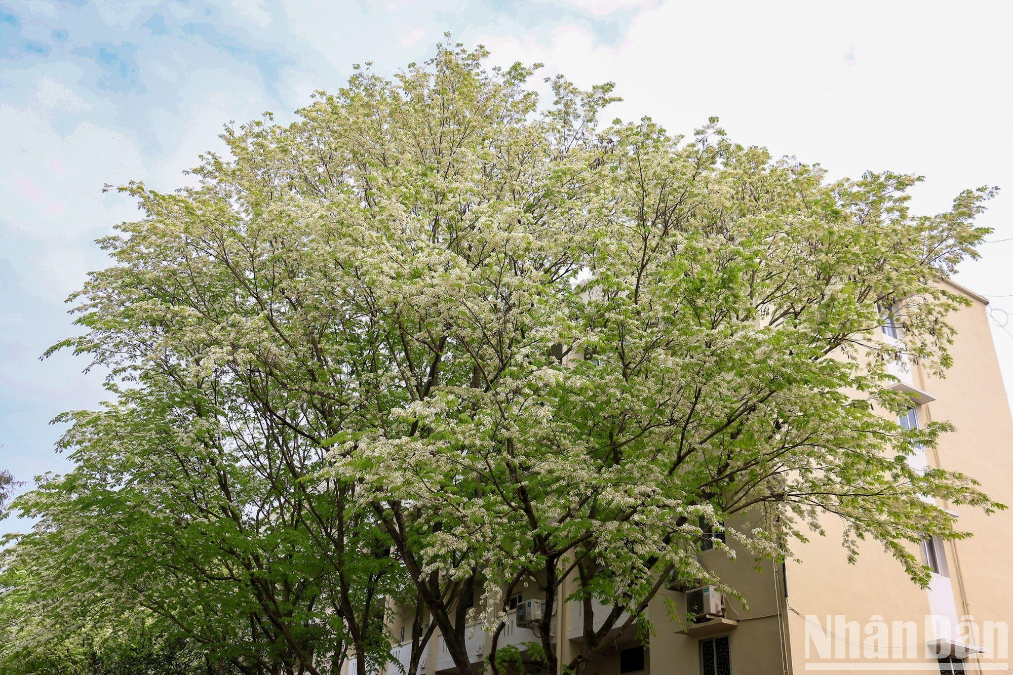 每逢盛开，黄檀花都给河内人心中留下了深刻印象。