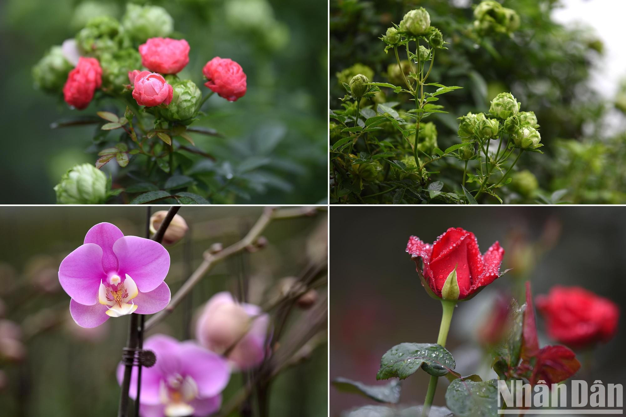 2022年迷灵花卉节上的五颜六色鲜花。 2022年迷灵花卉节上的五颜六色鲜花。