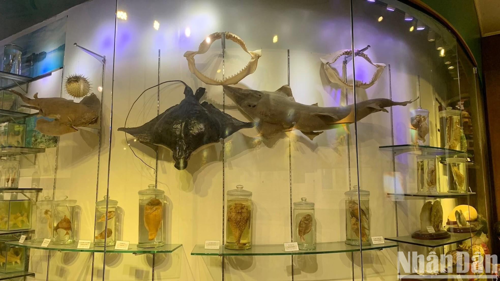 展出了许多海洋鱼类标本。 展出了许多海洋鱼类标本。