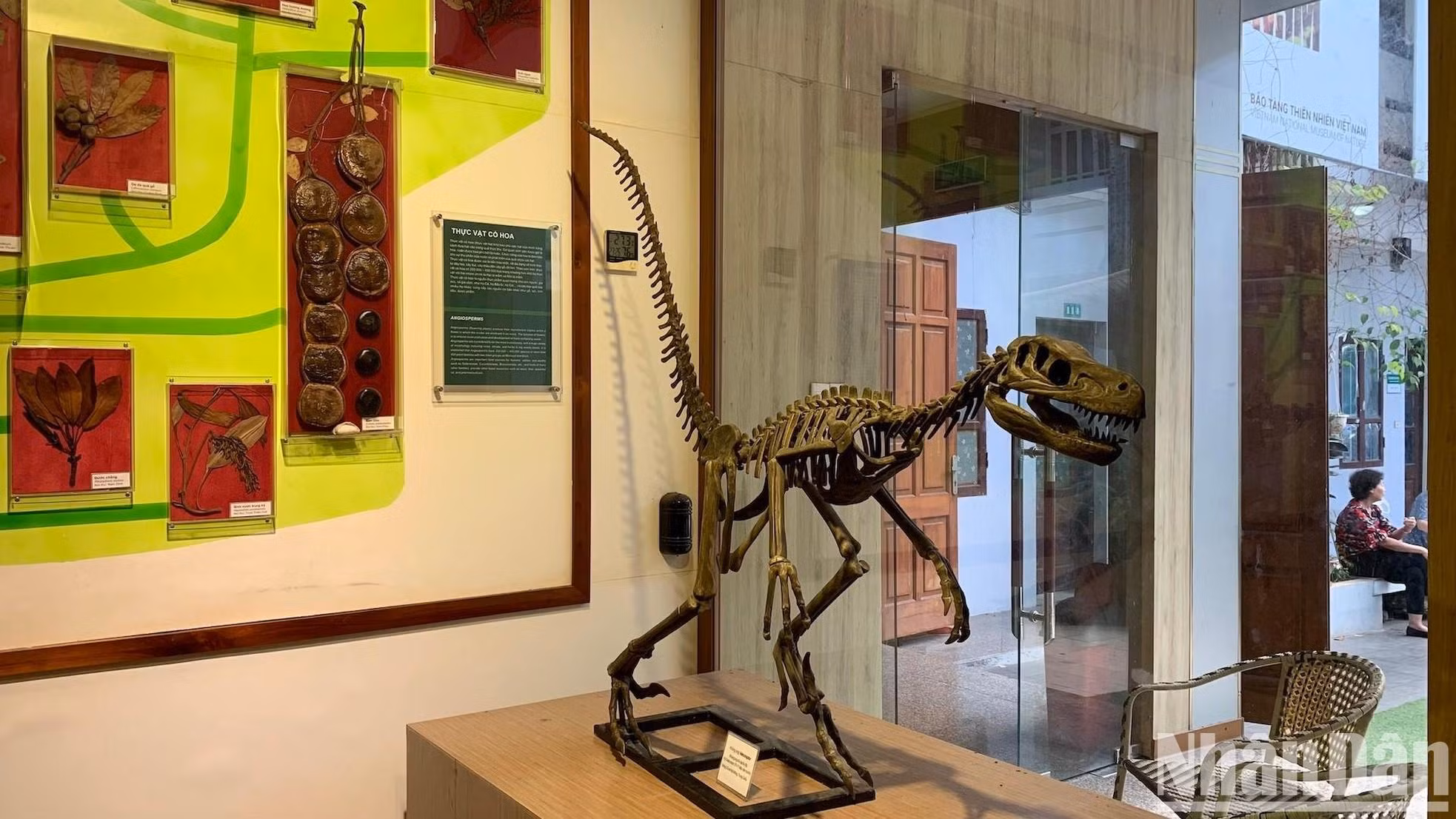越南自然博物馆除周一和农历新年外，全天免费开放。开放时间：上午8时30分至11时30分，下午1时30分至4时30分，博物馆设有摩托车和汽车的停车位。