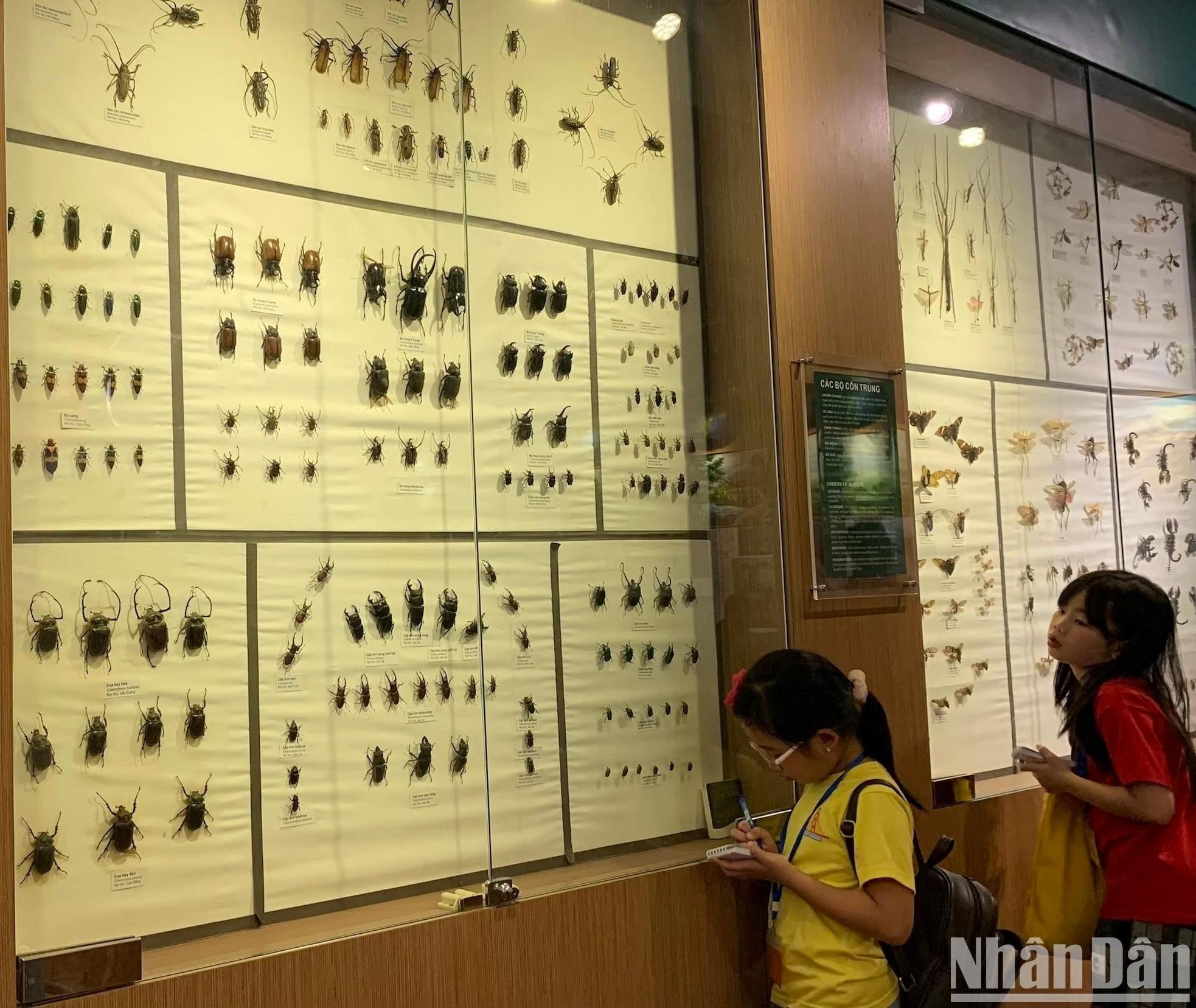 甲虫展区。 甲虫展区。