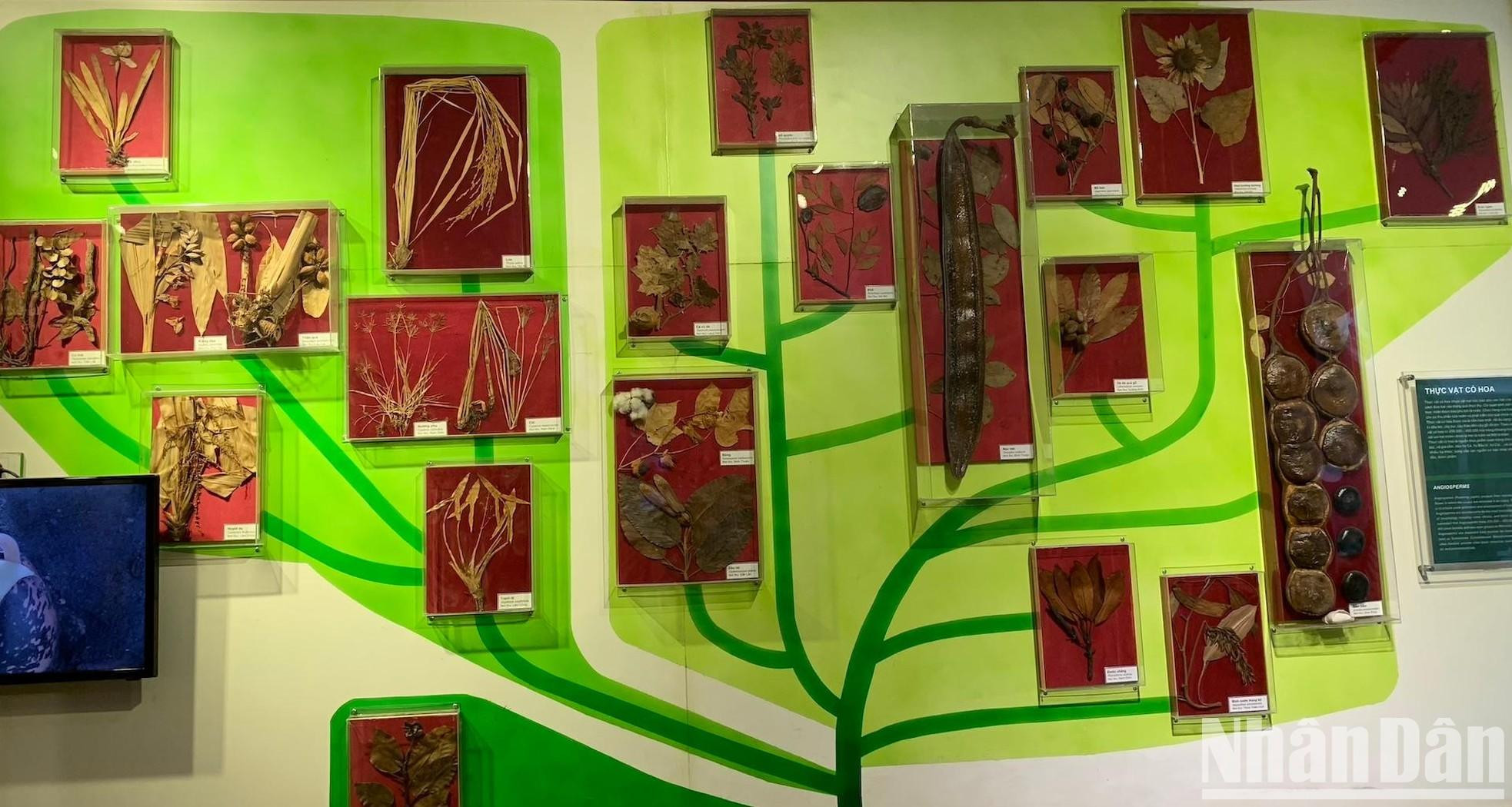 有花植物的进化模拟。 有花植物的进化模拟。