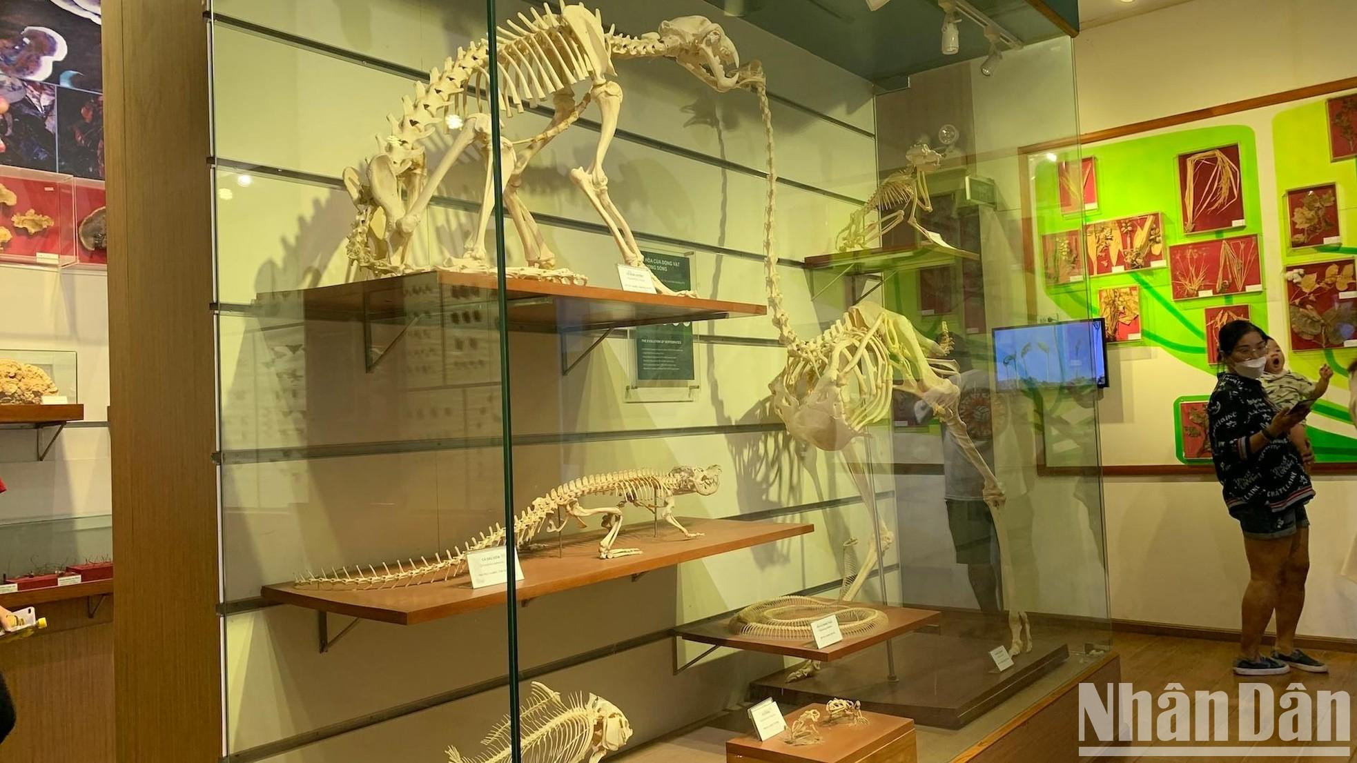 展区描绘了脊椎动物的进化,从有脊椎动物的无颌鱼开始,到两栖动物、爬行动物、鸟类和哺乳动物。 展区描绘了脊椎动物的进化,从有脊椎动物的无颌鱼开始,到两栖动物、爬行动物、鸟类和哺乳动物。