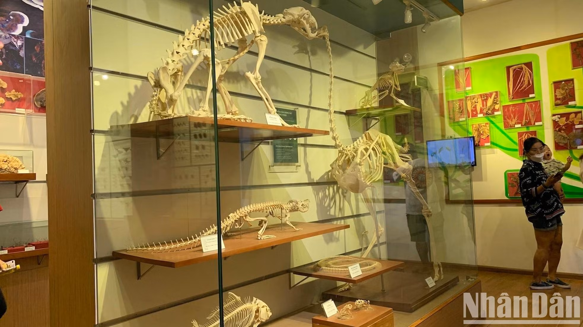 展区描绘了脊椎动物的进化，从有脊椎动物的无颌鱼开始，到两栖动物、爬行动物、鸟类和哺乳动物。