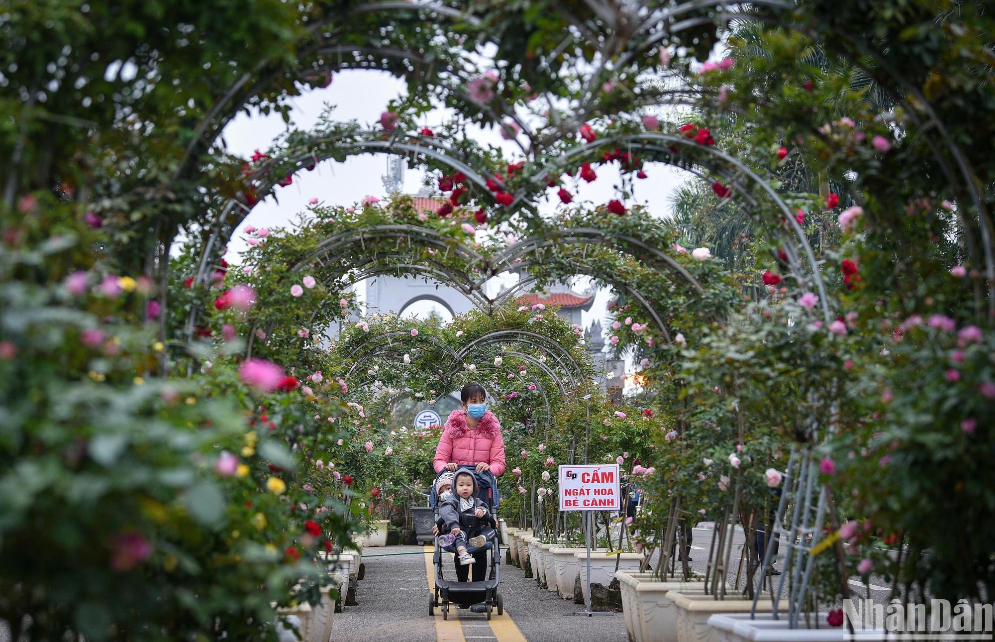 本次花卉节的亮点是长为20米的玫瑰心型路。 本次花卉节的亮点是长为20米的玫瑰心型路。