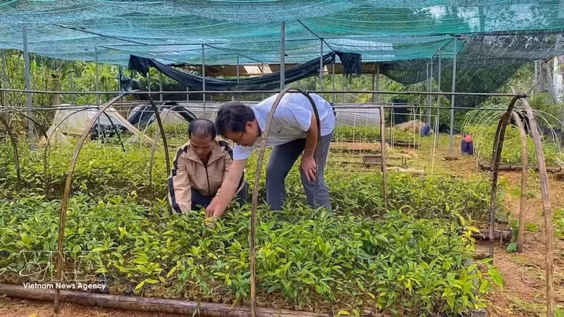 西安乡阳光药材合作组成员正在管护药材种苗，主动储备优质种源，为扩大种植区服务。（图片来源：越通社）