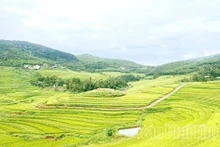 富寿省沔隊梯田。（图片来源：baophutho.vn）
