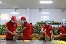 Vina T&T公司的新鲜水果出口活动。