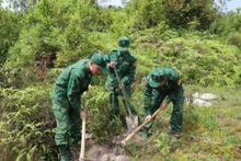边防部队同地方政府配合在龙鼓(Lũng Cú)乡边界线植树造林。