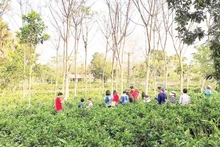 巴维乡村农场等生态旅游模式越来越受到游客的欢迎。