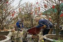 承载着越南传统春节气息的花盆。