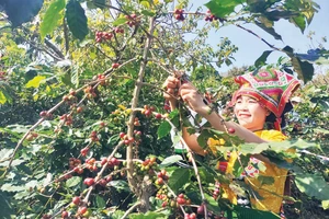山罗省农民采收咖啡