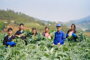 挖掘越南药材多元化利用潜力。