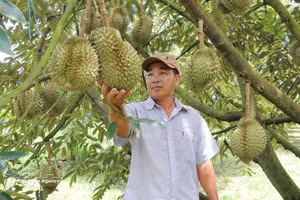 2026年上半年，越南榴莲出口额达近11亿美元，同比增长32%。（图片来源：越通社）