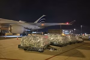 近100吨越南果蔬通过空运进军阿联酋市场。（图片来源：越通社）