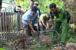 塔董国家公园管理委员会同职能部门配合将4只野生动物放归自然环境。（图片来源：越通社）