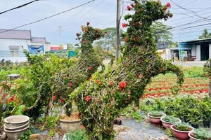 马形造型盆景深受消费者青睐。