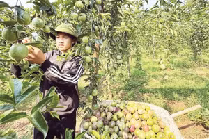在嘉莱省亚赫荣（Ia Hrung ）乡收获百香果。（明英 摄）
