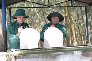 工人们正在越老橡胶公司种植园里割胶。
