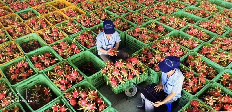越南出口的火龙果。（图片来源：越通社）