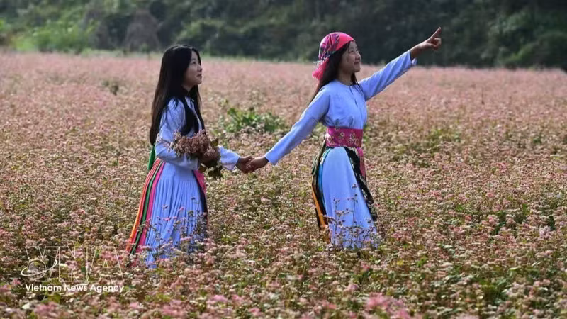 2026年荞麦花节：推广自然景观和传统文化价值的重要契机