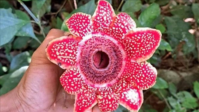 风芽-盖板国家公园发现濒危花种——寄生花。（图片来源：越通社）