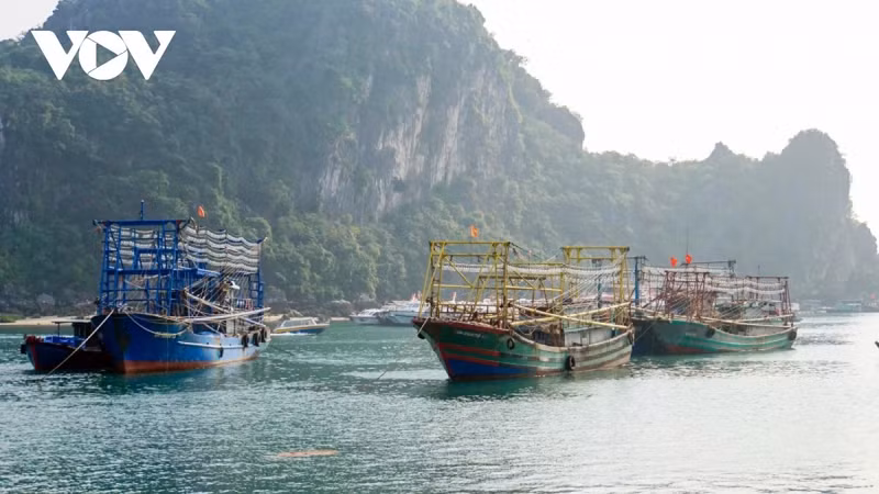 解除IUU“黄牌”警告：广宁省坚决打击非法捕捞行为。（图片来源：VOV）