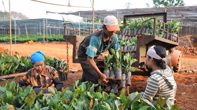 得乐省新立坊的人民正在挑选咖啡品种，以发展咖啡种植区。（阮登 摄）